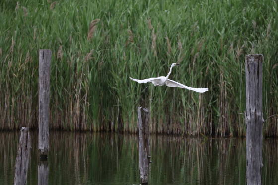 野鳥