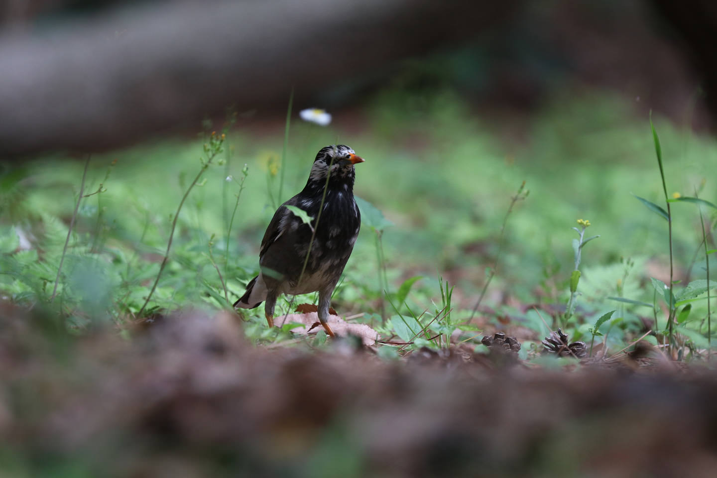 椋鳥（學生拍攝）