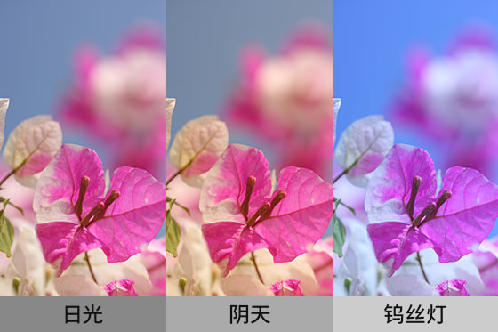 不同白平衡的照片色調對比實例。